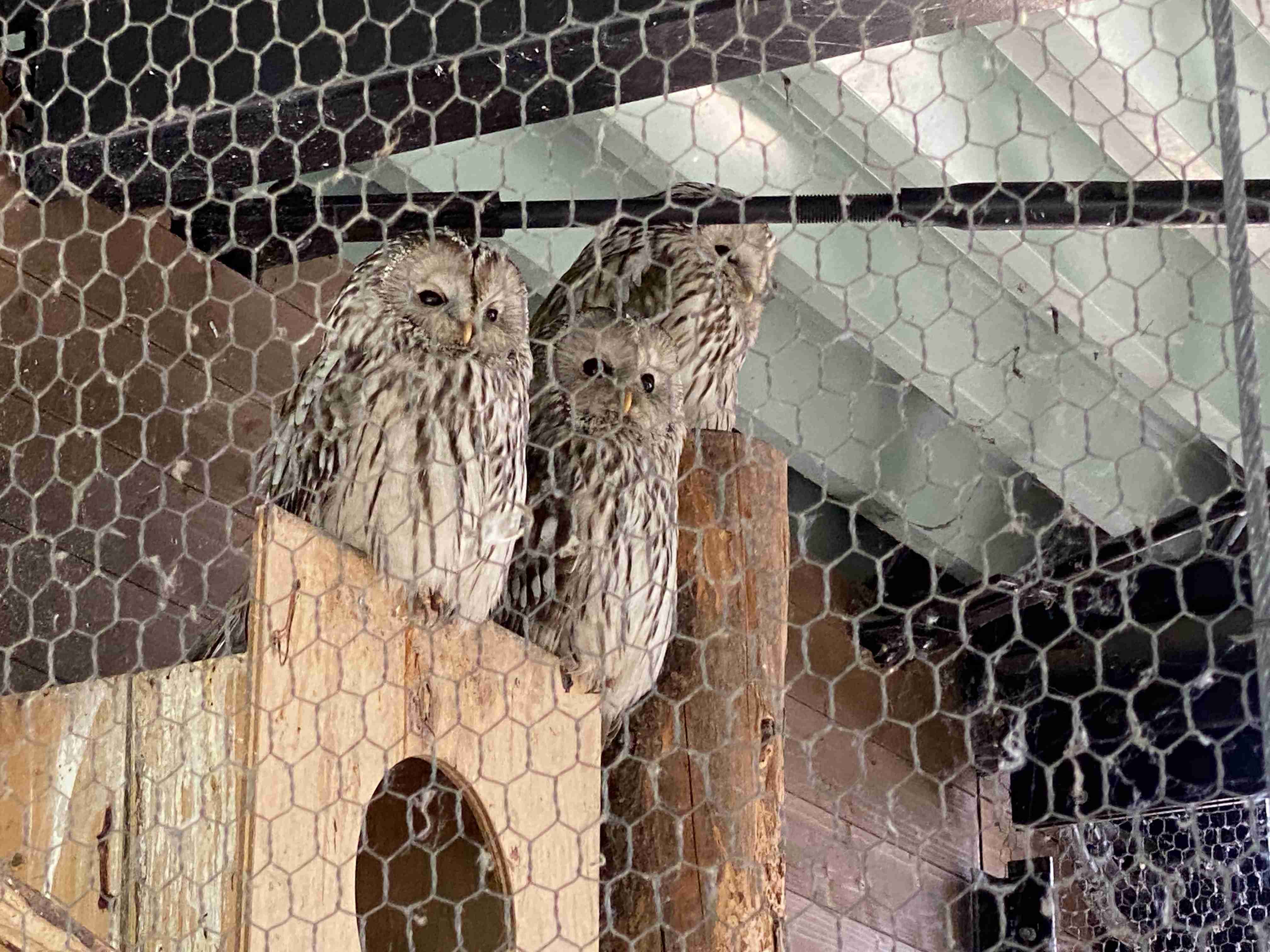 動物園を語るトピ Part2