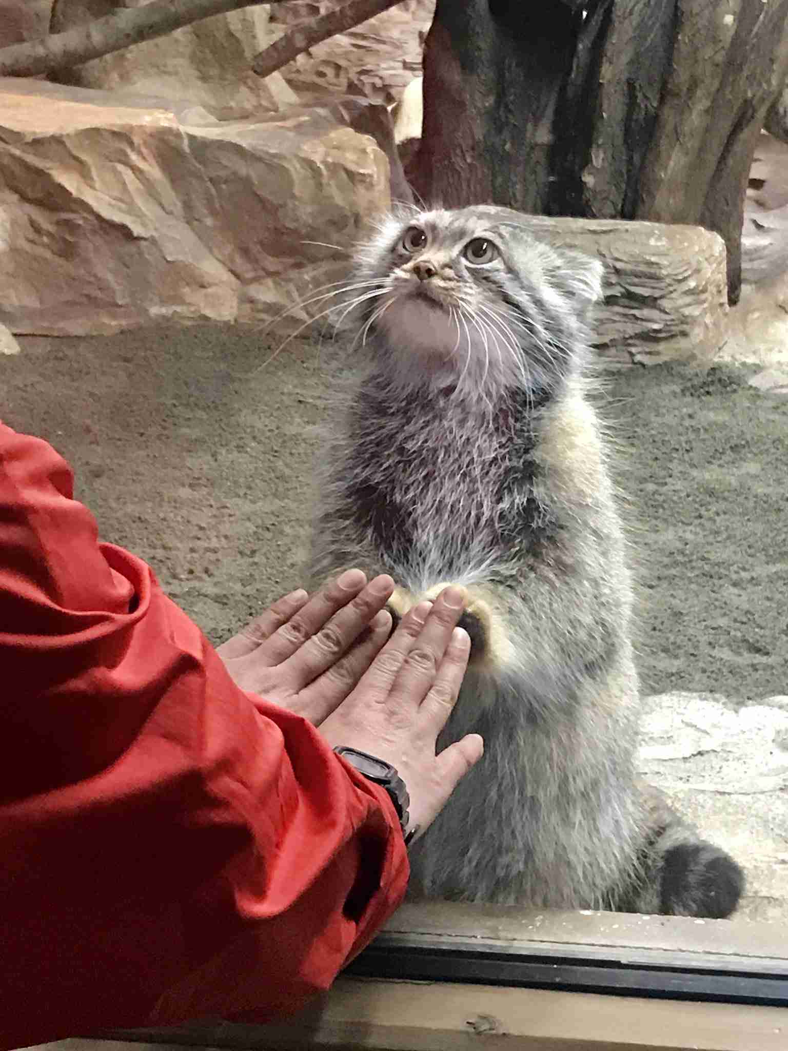 動物園を語るトピ Part2