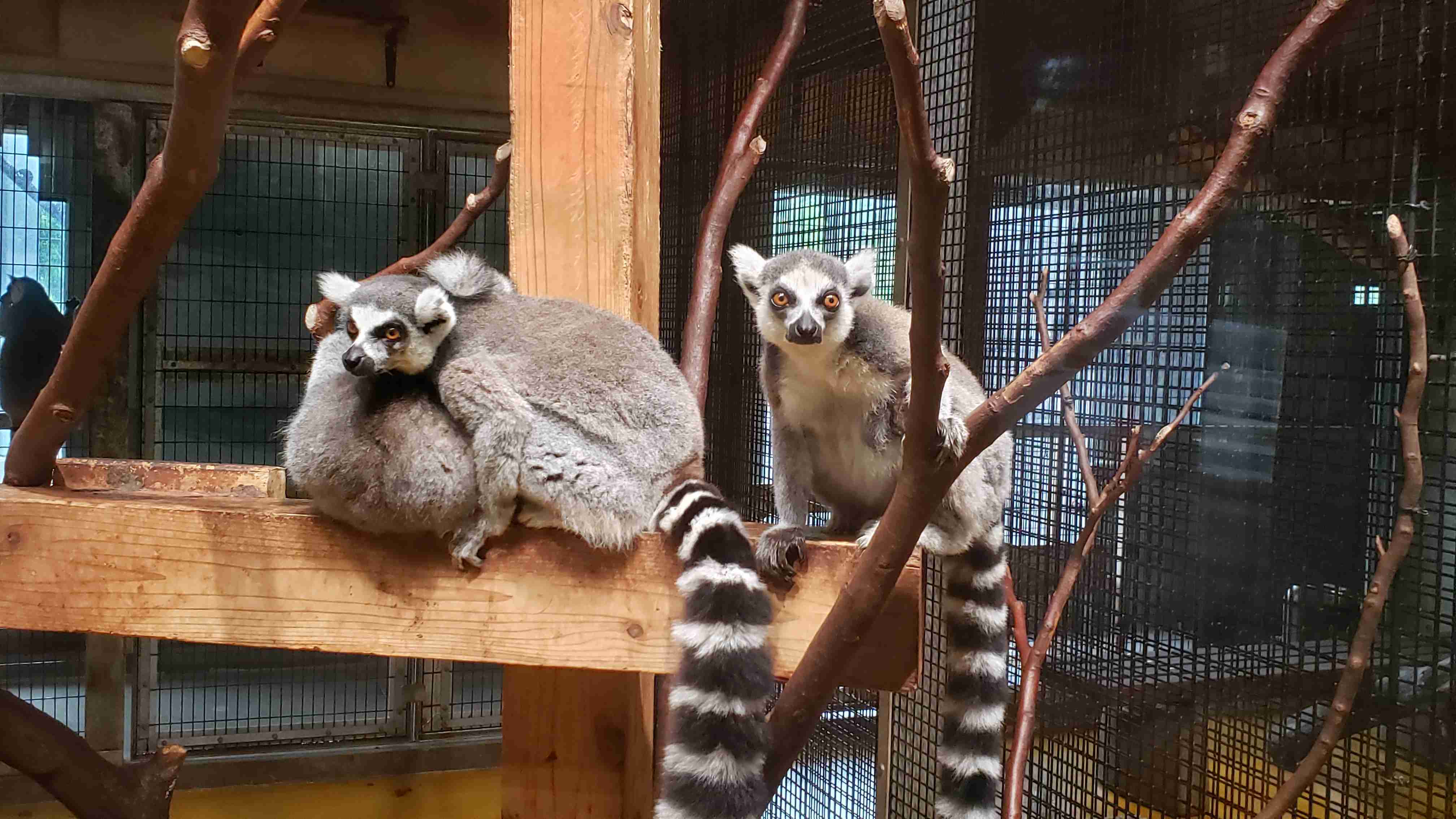 動物園を語るトピ Part2