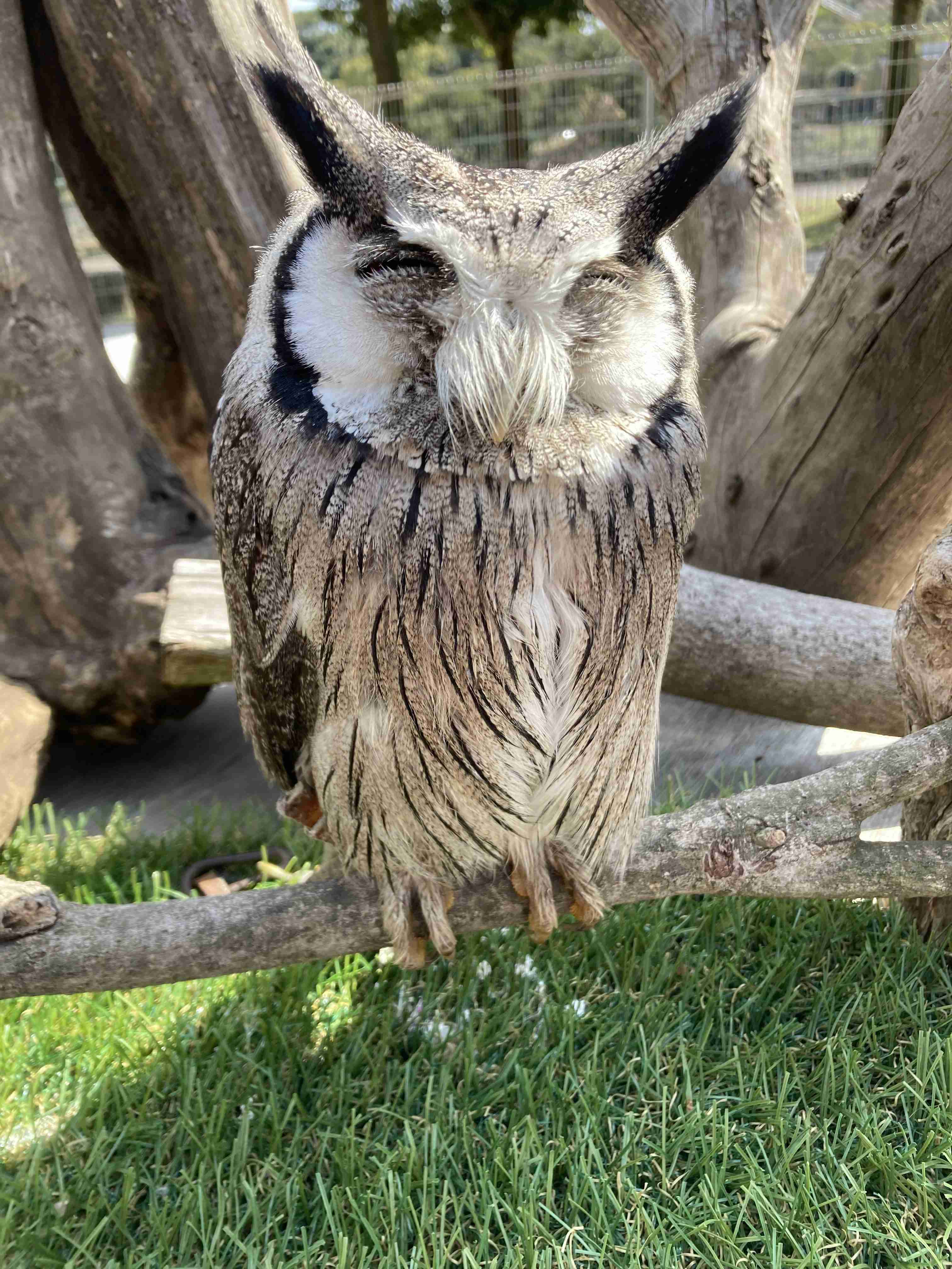 動物園を語るトピ Part2