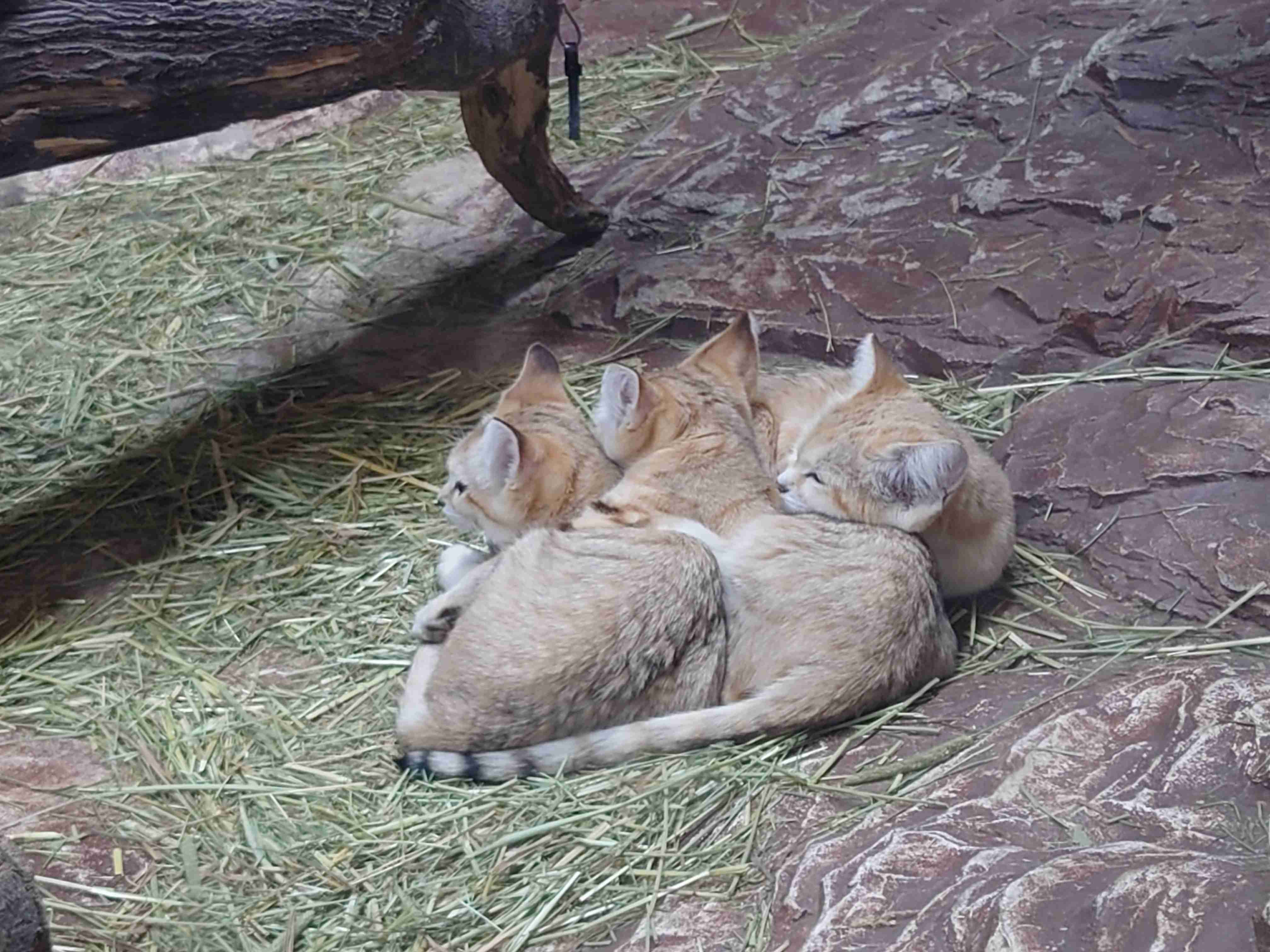動物園を語るトピ Part2