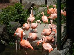 動物園を語るトピ Part2