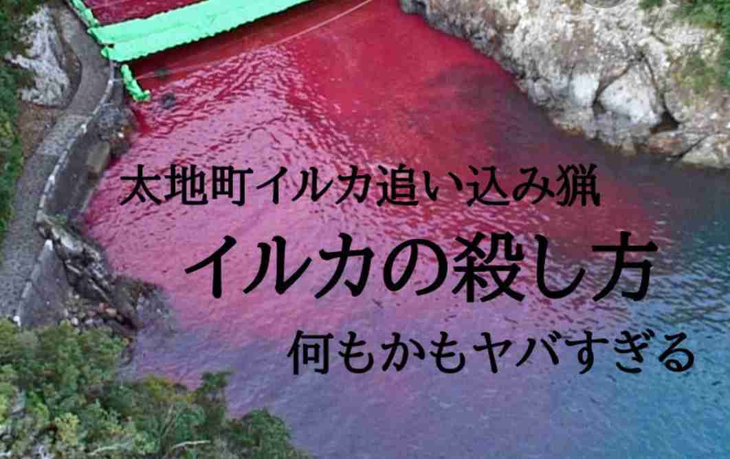 仏・セーヌ川でシロイルカ目撃 やせ細り命の危険も 救助隊出動