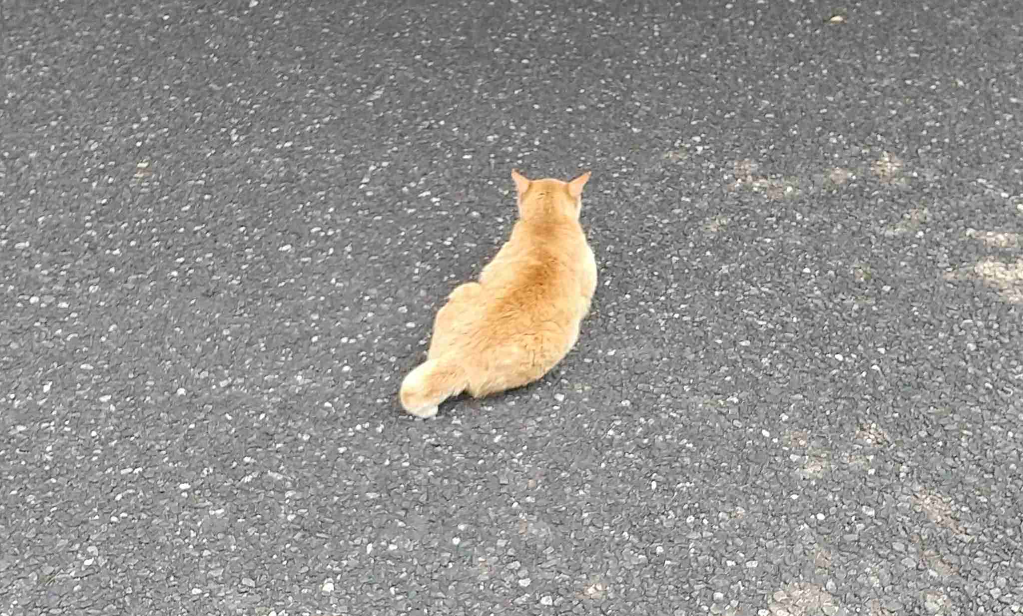 このトピはふざけながら1000コメント行きます。Part5