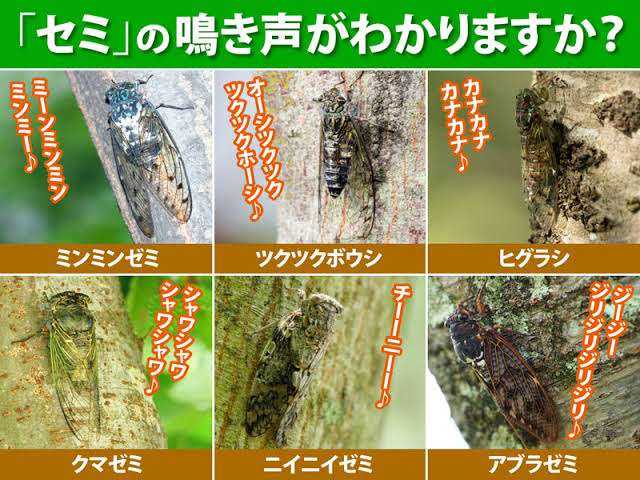 大阪のセミが東京のセミより“うるさい”理由　あなたの街で一番聞こえるセミの声は？