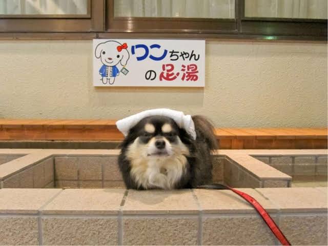 ペット連れ可のホテルに泊まったことある人
