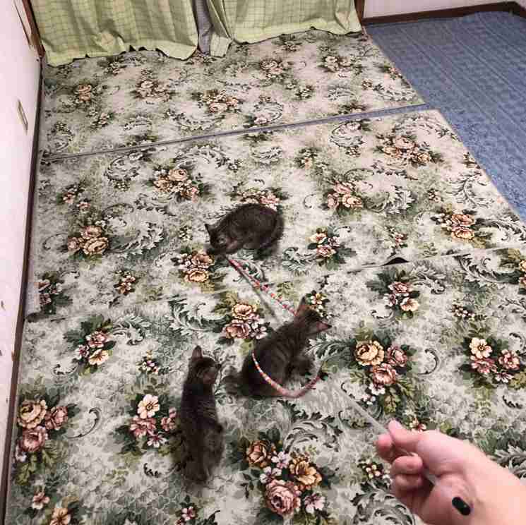 保護犬猫の里親断られた人