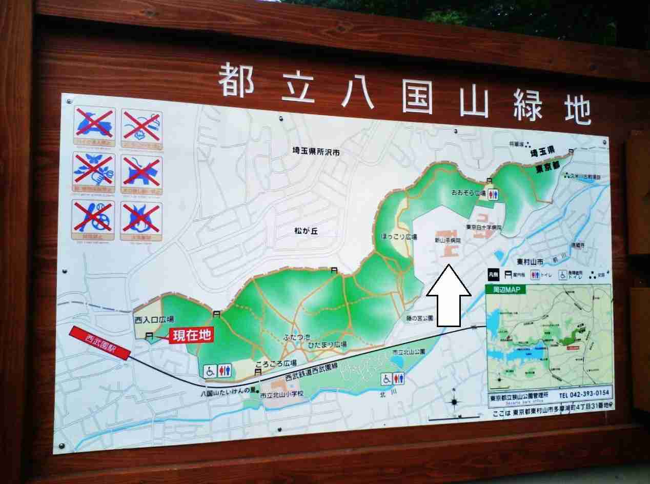 【実況・感想】金曜ロードショー「となりのトトロ」