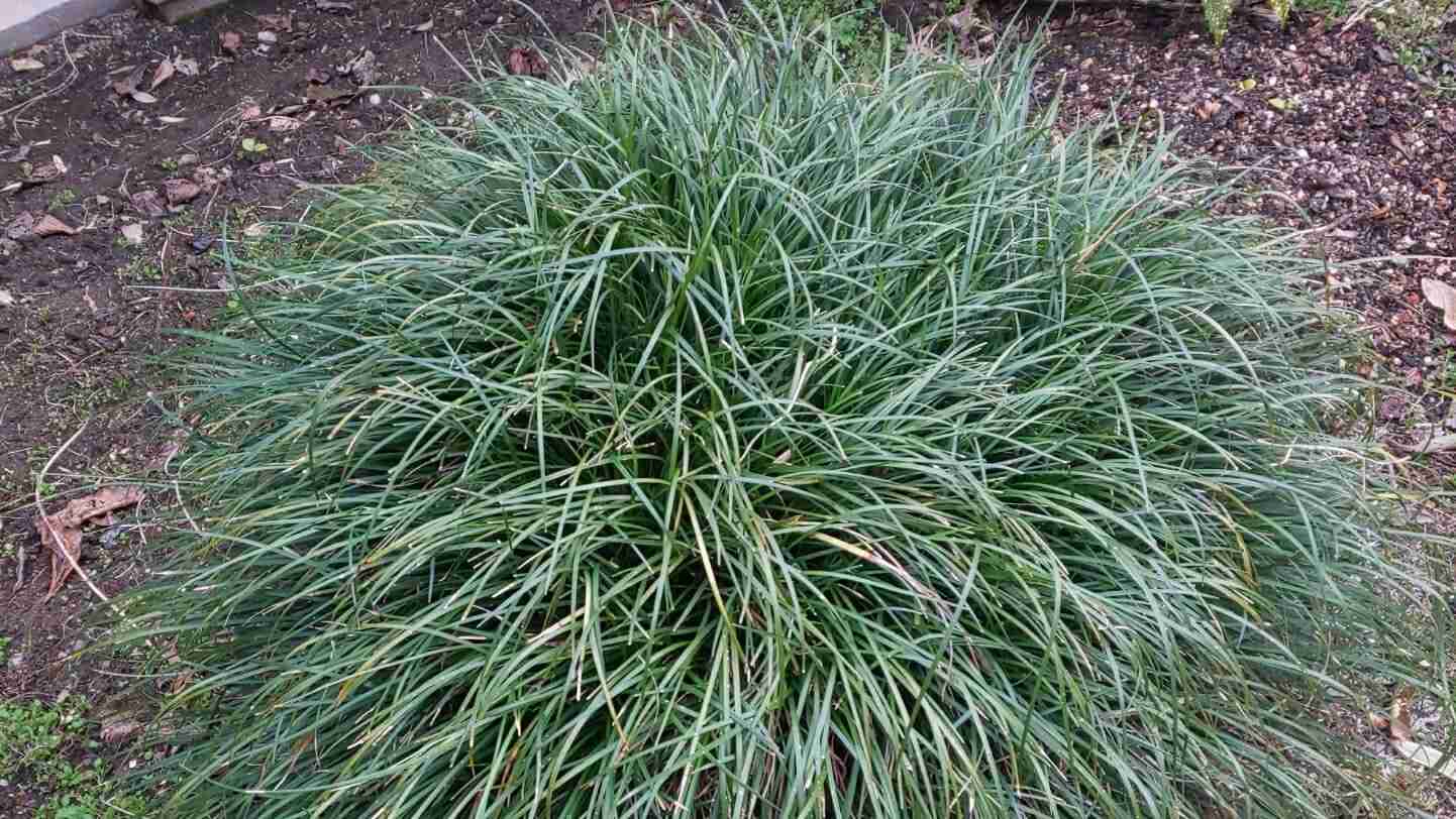 【実況・感想】金曜ロードショー「となりのトトロ」