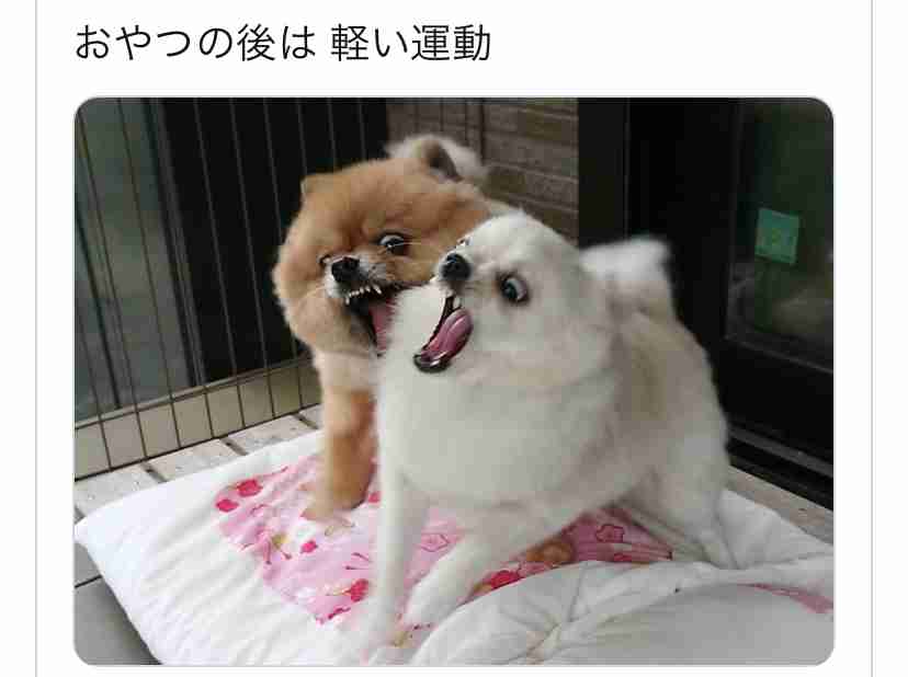 喧嘩してる動物たち