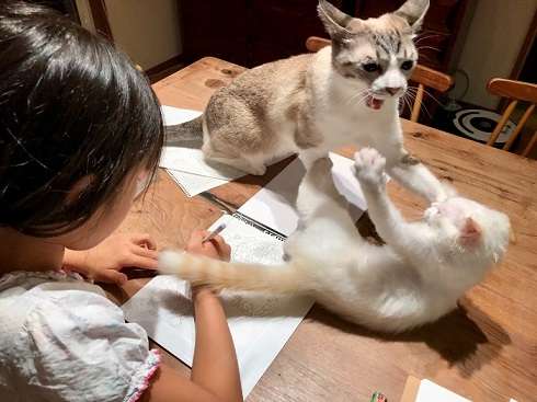 喧嘩してる動物たち