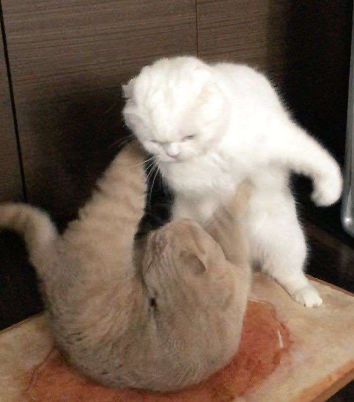 喧嘩してる動物たち