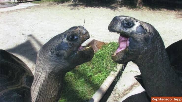 喧嘩してる動物たち