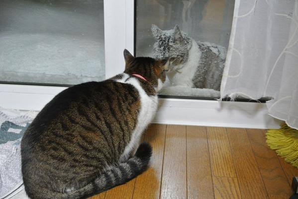 喧嘩してる動物たち