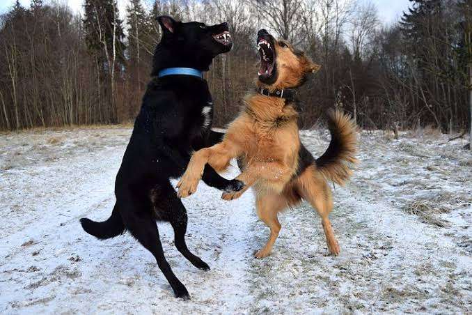 喧嘩してる動物たち