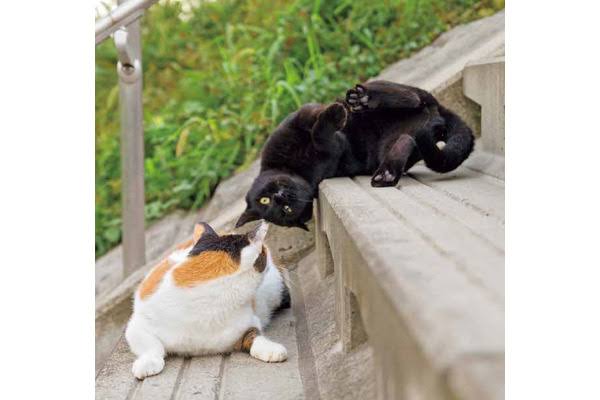 喧嘩してる動物たち