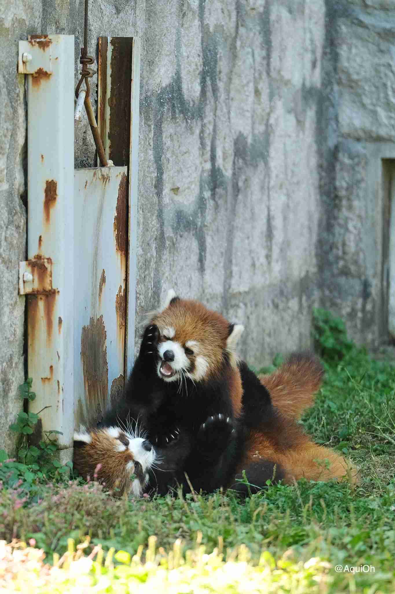 喧嘩してる動物たち