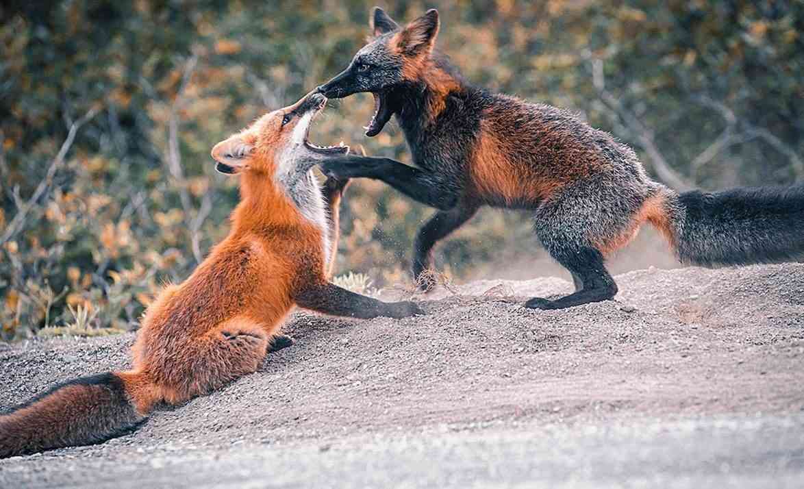 喧嘩してる動物たち