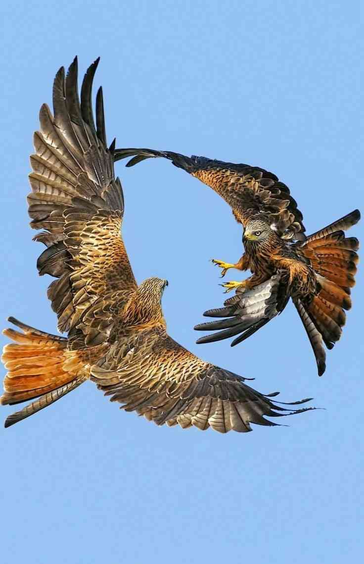 喧嘩してる動物たち