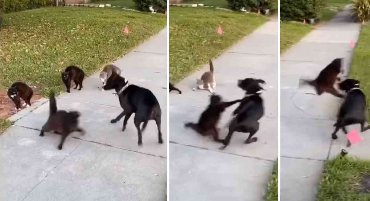 喧嘩してる動物たち