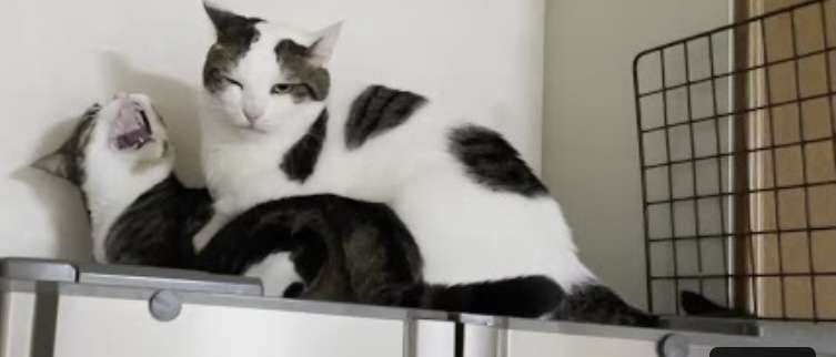 喧嘩してる動物たち