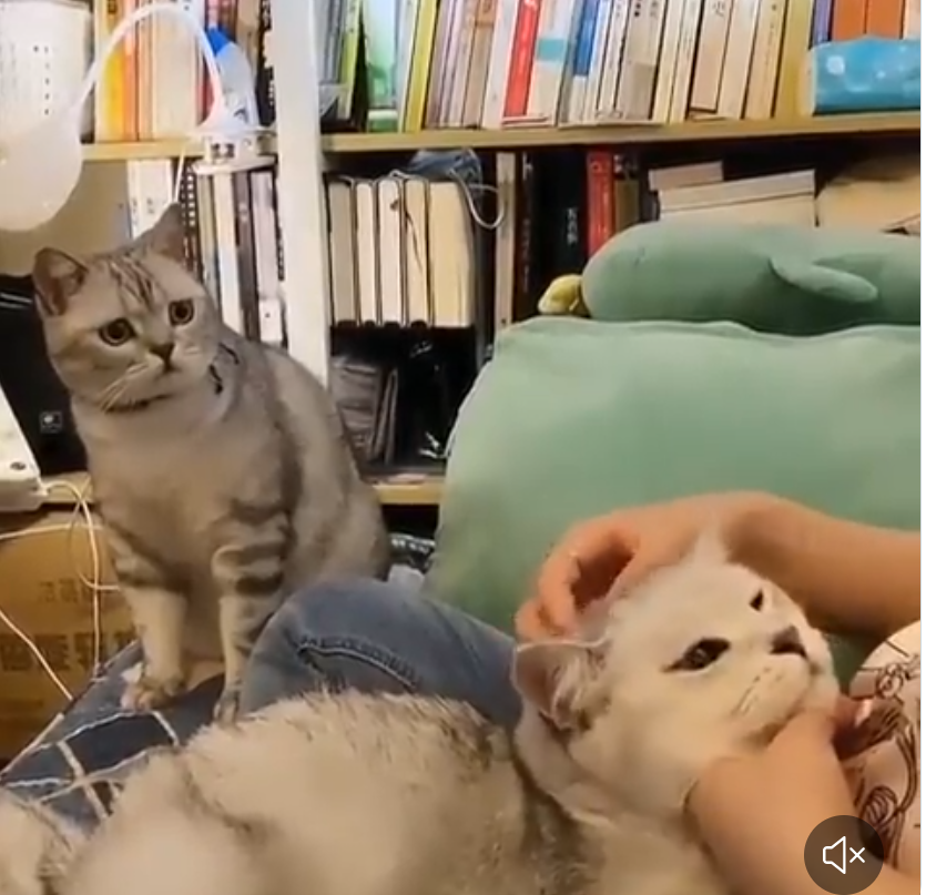 喧嘩してる動物たち
