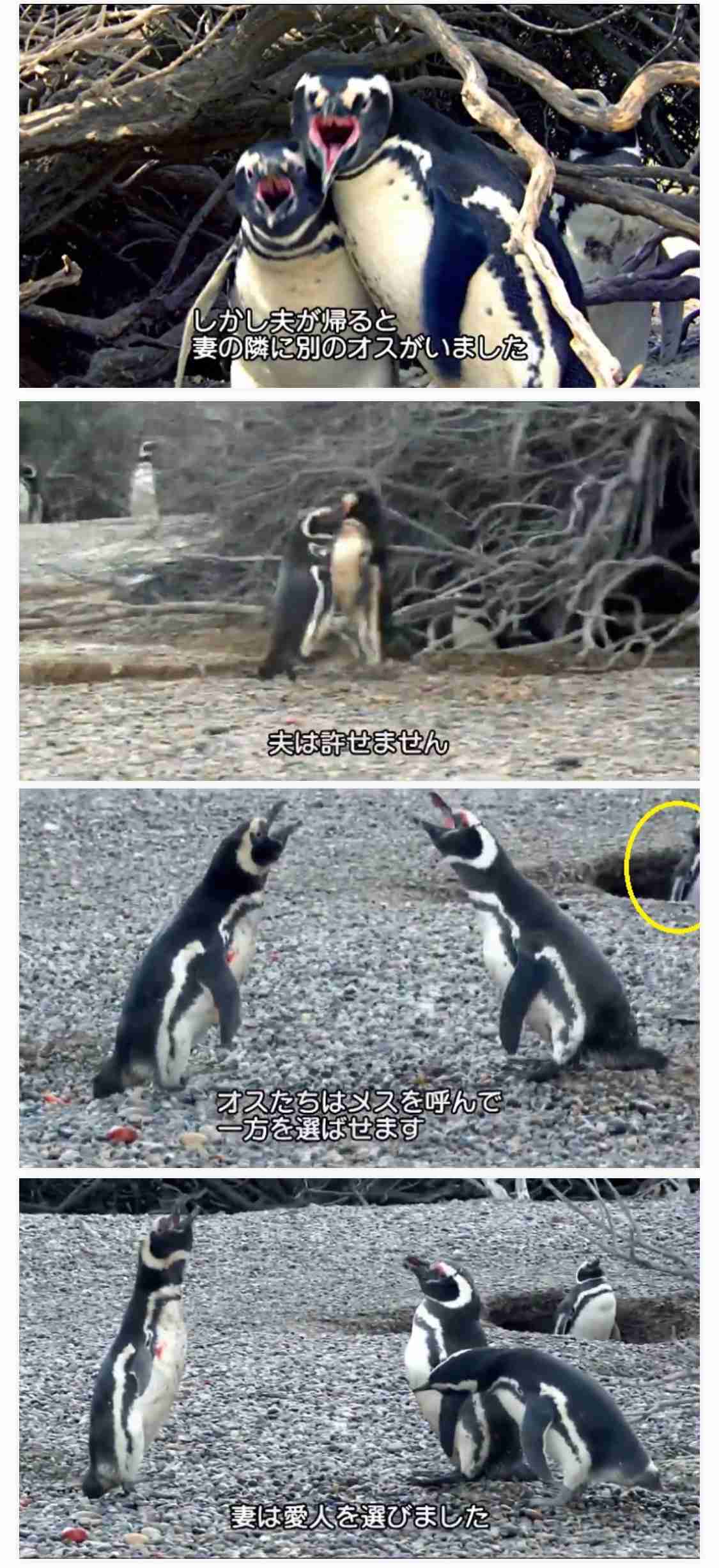 喧嘩してる動物たち