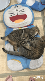 喧嘩してる動物たち