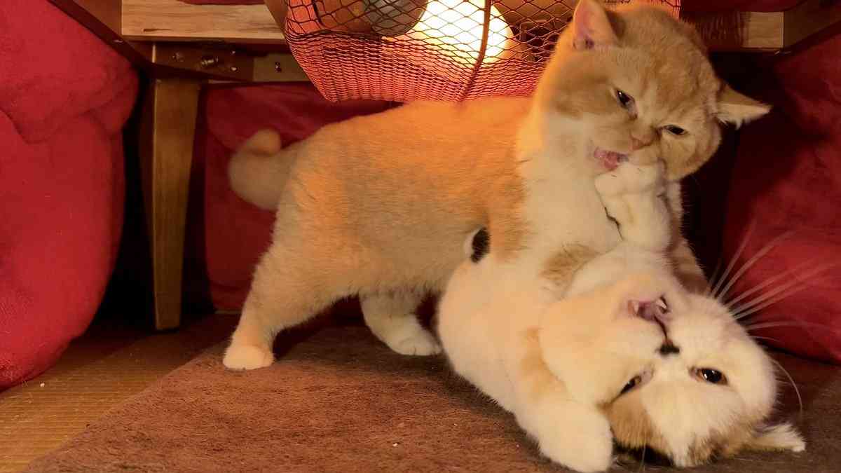 喧嘩してる動物たち
