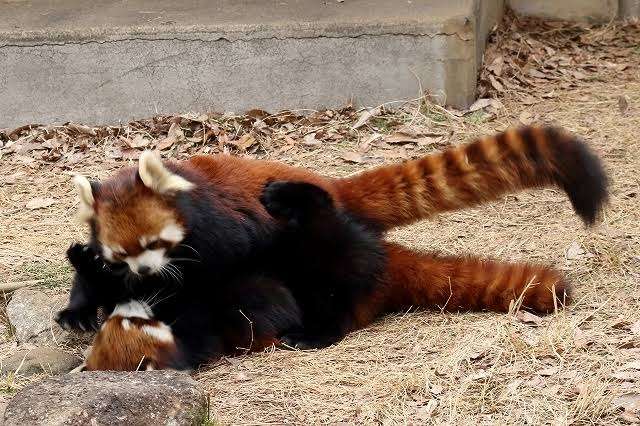 喧嘩してる動物たち