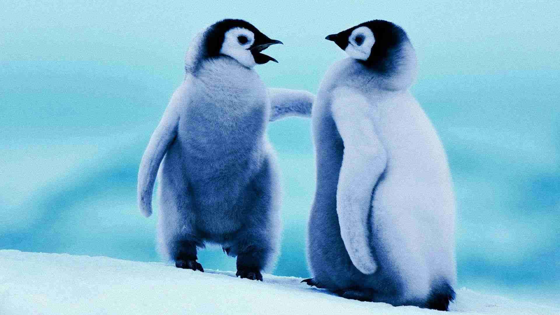 喧嘩してる動物たち