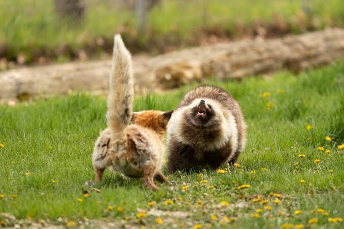 喧嘩してる動物たち