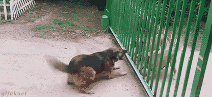喧嘩してる動物たち