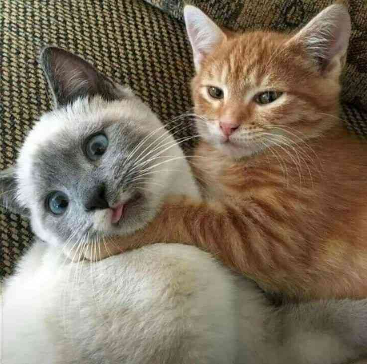 喧嘩してる動物たち