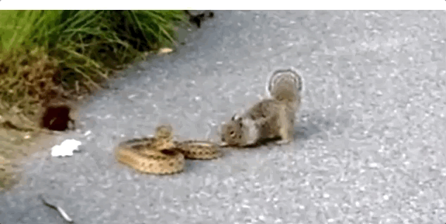 喧嘩してる動物たち