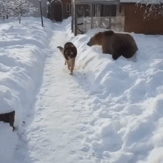 喧嘩してる動物たち