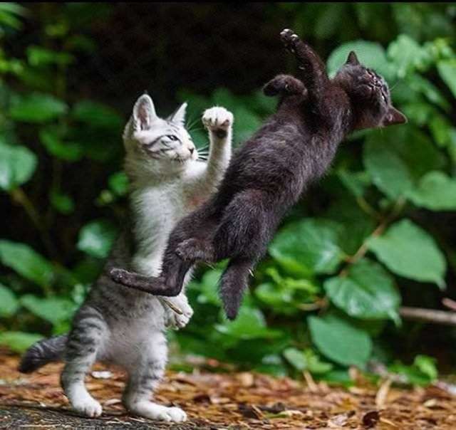 喧嘩してる動物たち