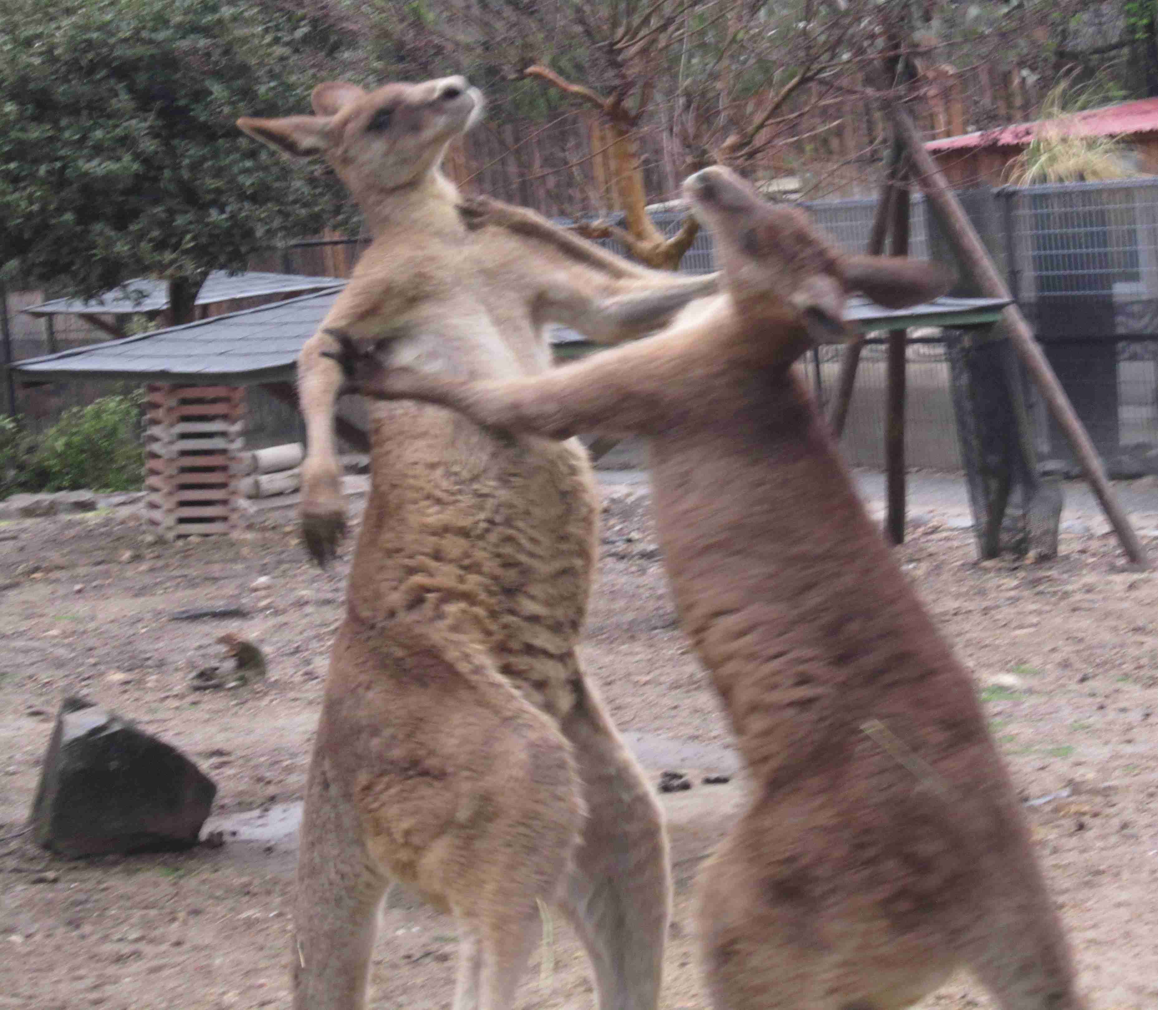 喧嘩してる動物たち