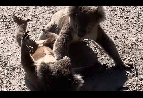 喧嘩してる動物たち