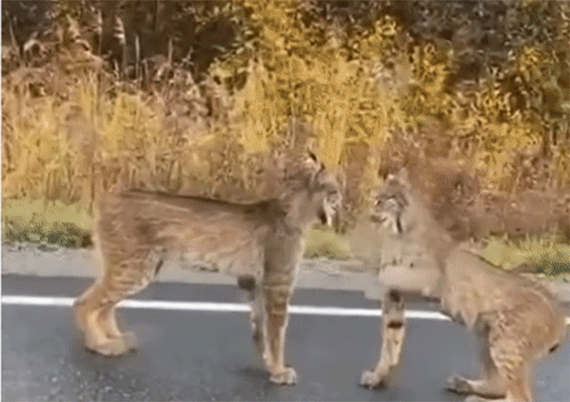 喧嘩してる動物たち