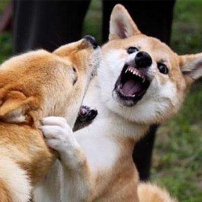 喧嘩してる動物たち
