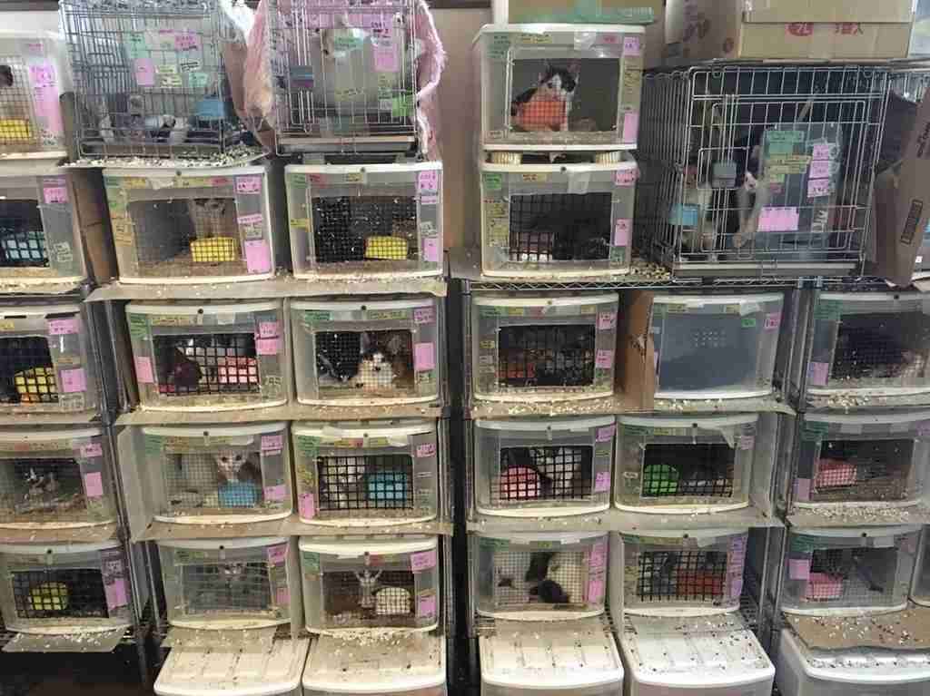 保護猫を飼いたい