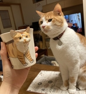 保護猫を飼いたい