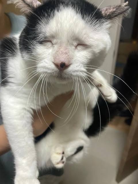 保護猫を飼いたい