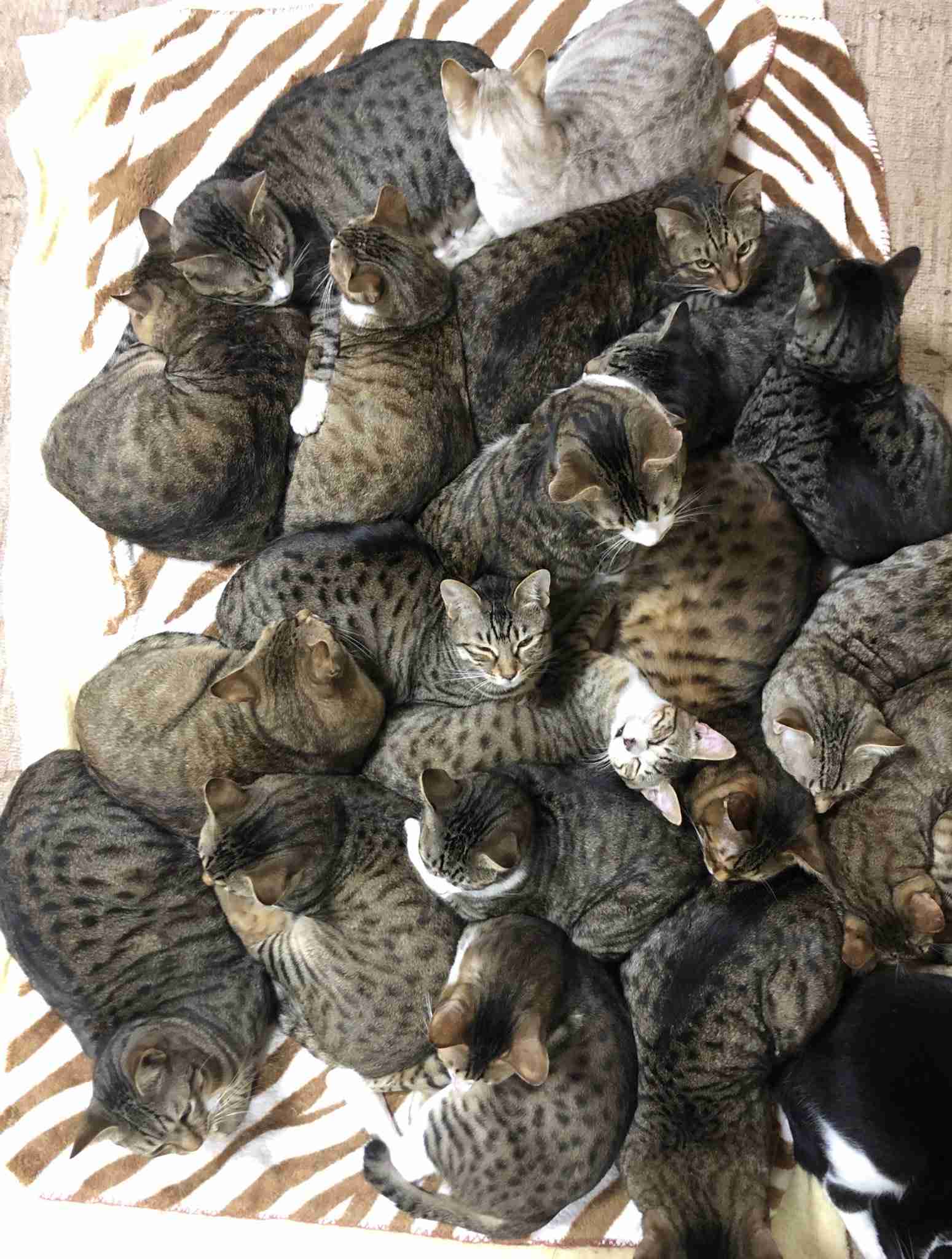 猫の殺処分は犬の約5倍、6割は子猫という悲劇 背景にある無責任な餌やり