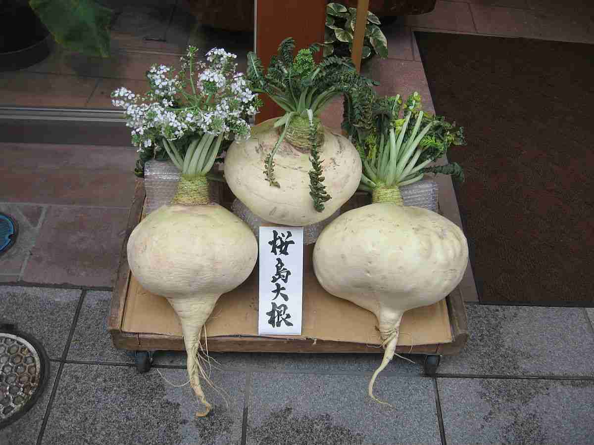 教えて！あなたの街のマイナーな夏野菜・果実
