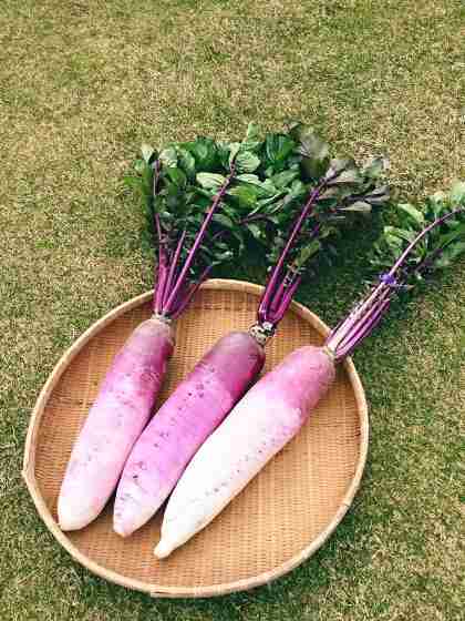 教えて！あなたの街のマイナーな夏野菜・果実