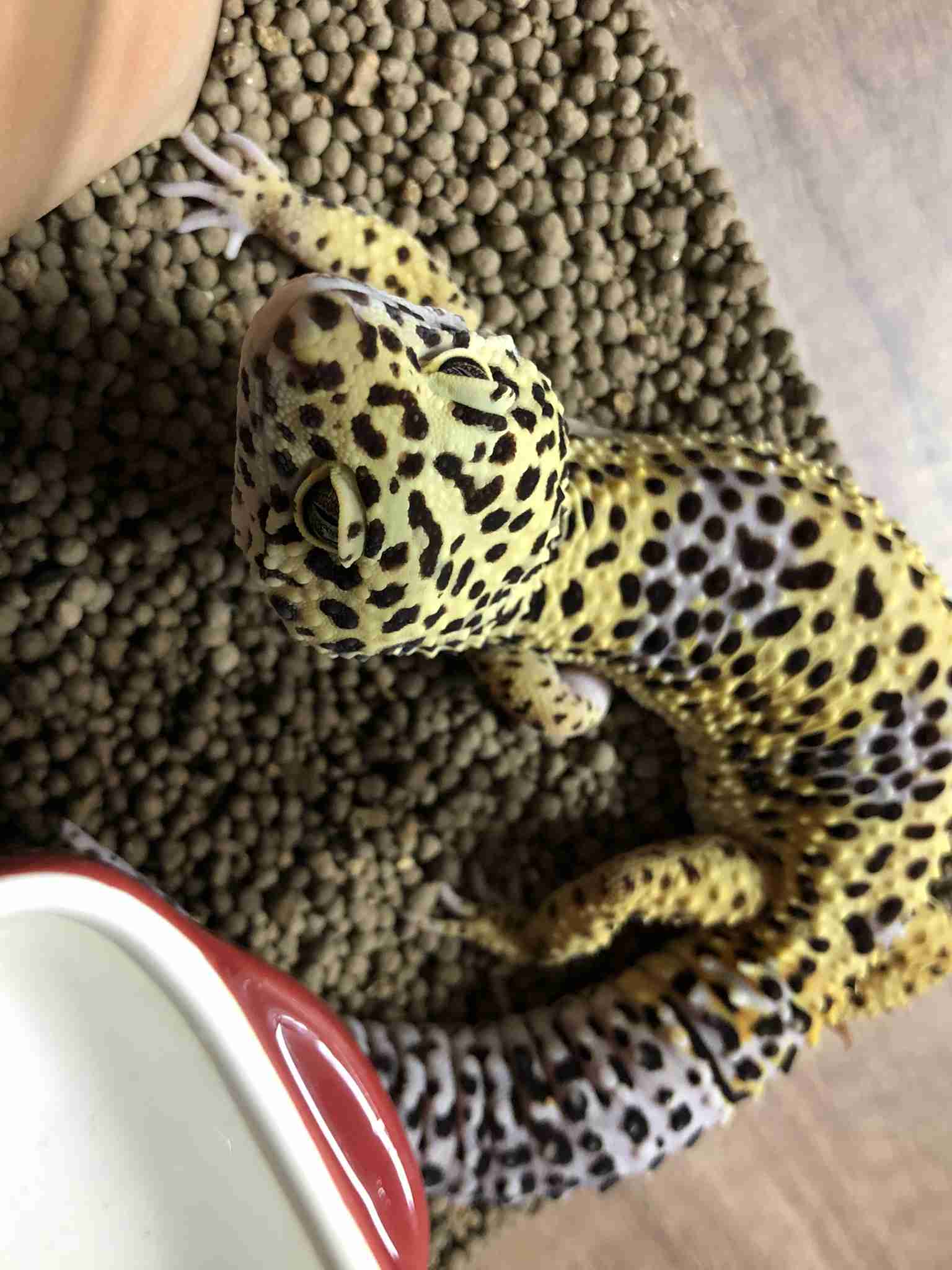 両生類・爬虫類のペット飼育している人🐸