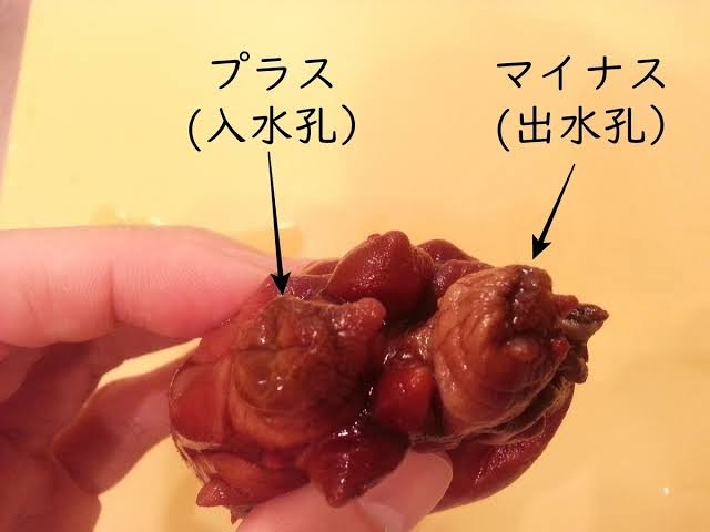 ホヤが好きな人！