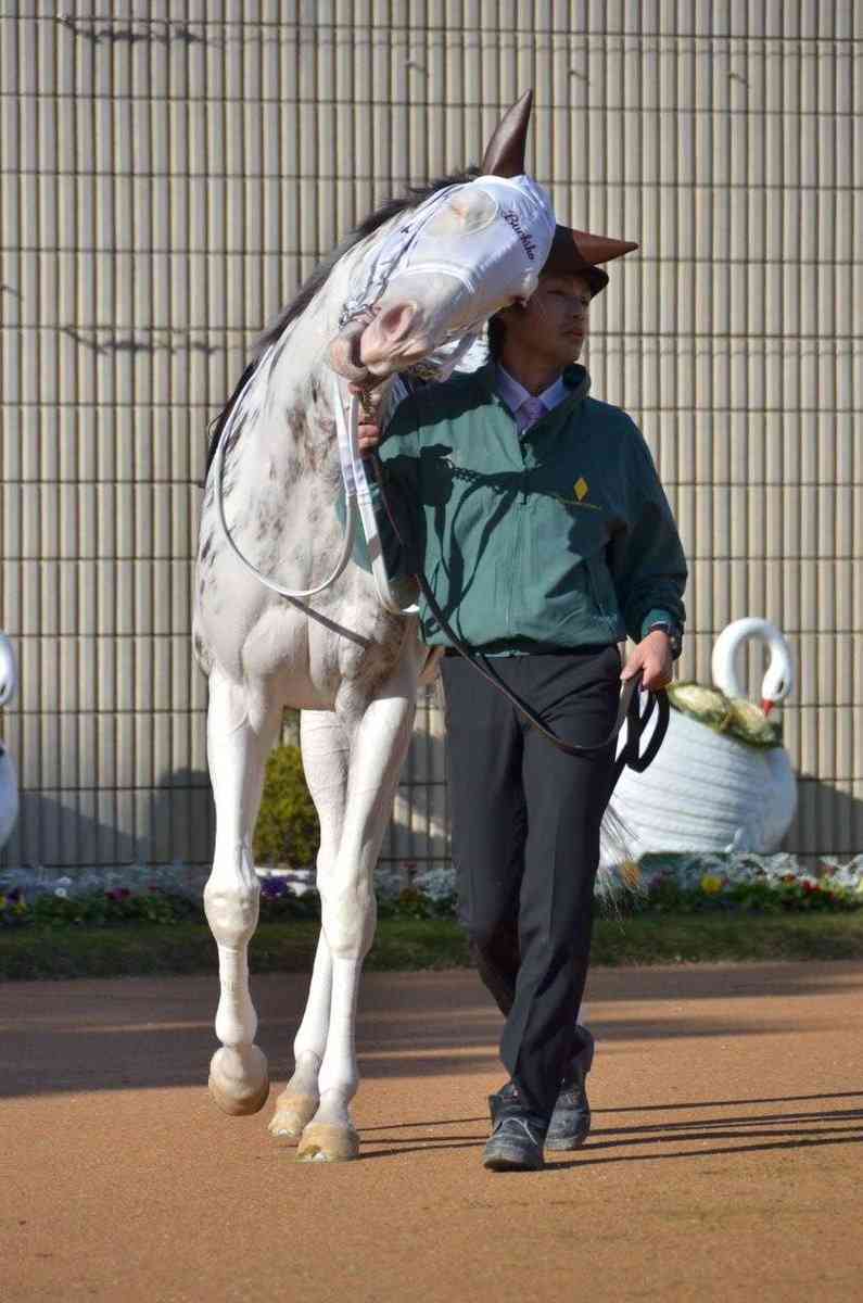 【競馬】UMAJO集まれ！ Part17
